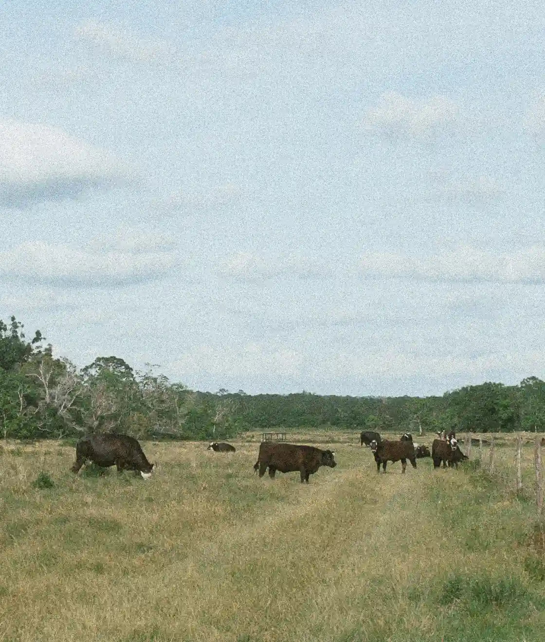 The Toups Family Farm