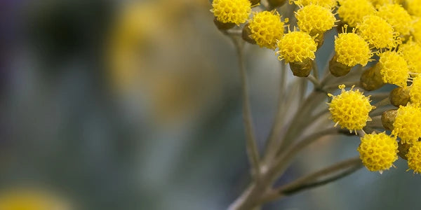 Helichrysum Oil