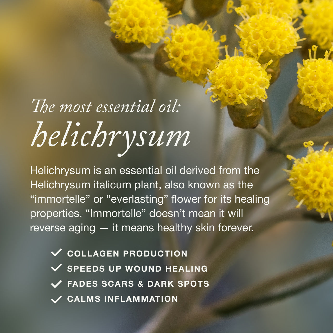 "The most essential oil: helichrysum"